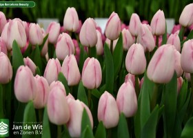 Tulipa Barcelona Beauty ® (3)